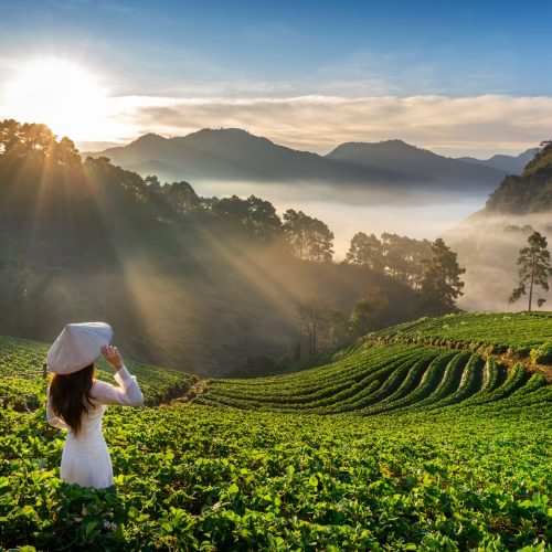 Asian woman wearing Vietnam culture traditional in strawberry garden on Doi Ang Khang , Chiang Mai, Thailand.
